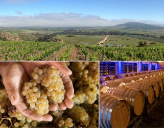 The vineyards and cellars in Chile.